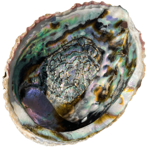 abalone shell